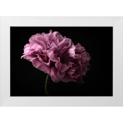 Poppy White Modern Wood Framed Art Print by Gronkjar, Lotte