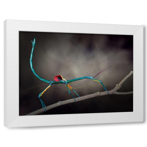 Threat Display White Modern Wood Framed Art Print by Hoffman, Jimmy