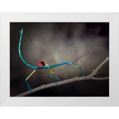 Threat Display White Modern Wood Framed Art Print by Hoffman, Jimmy