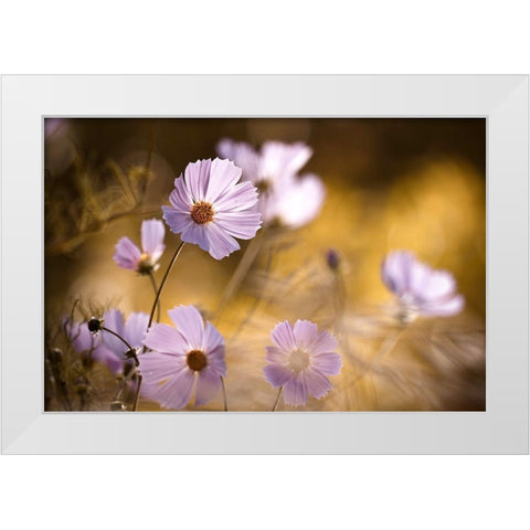 The Lion King White Modern Wood Framed Art Print by Bravin, Fabien