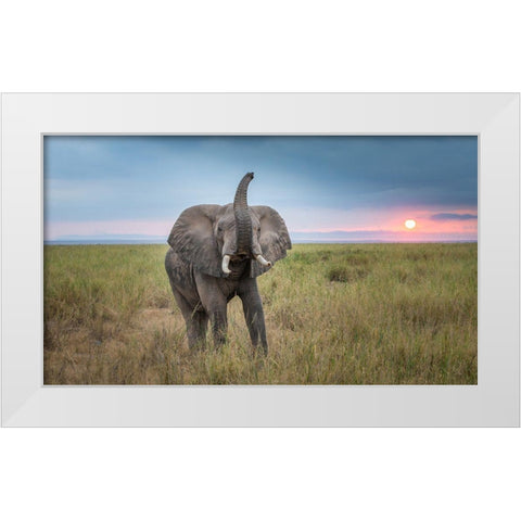 King Of The Domain White Modern Wood Framed Art Print by C. Sink, Jeffrey