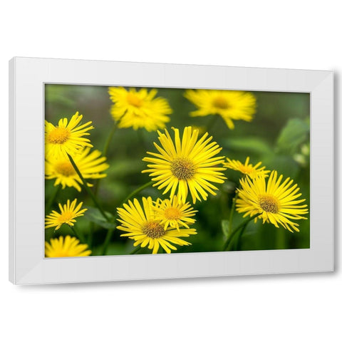 * * * White Modern Wood Framed Art Print by Aho, Harri