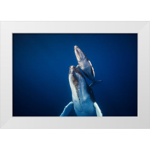 Come Back To The Surface White Modern Wood Framed Art Print by Gabriel, Barathieu