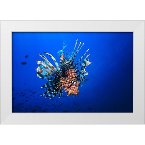 Lionfish White Modern Wood Framed Art Print by Gabriel, Barathieu