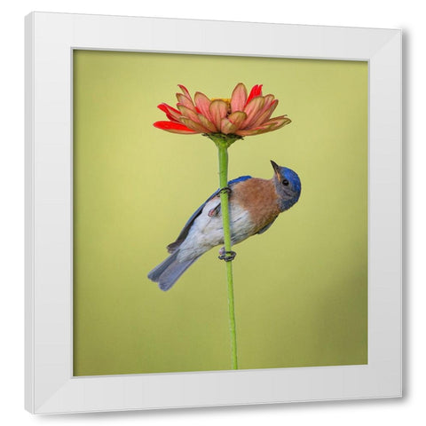 I Hear It But I Cant See It White Modern Wood Framed Art Print by Schlaf, Christopher