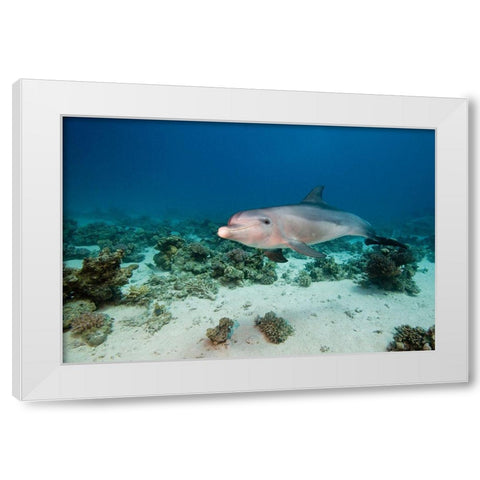 Bottlenose Dolphin White Modern Wood Framed Art Print by Van Beeck, Dray