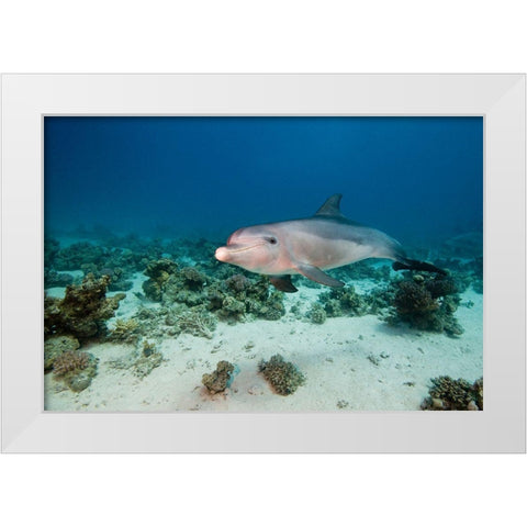 Bottlenose Dolphin White Modern Wood Framed Art Print by Van Beeck, Dray