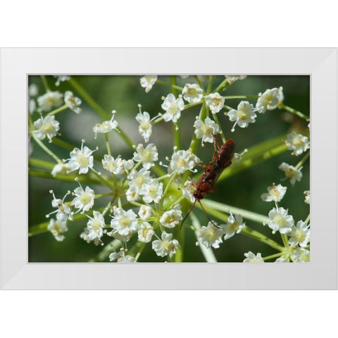 Red Pollinator White Modern Wood Framed Art Print by Gardner, Paul