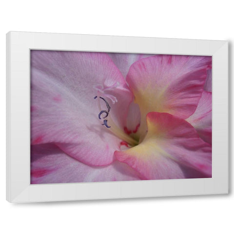 Gladiolus Priscilla White Modern Wood Framed Art Print by Petrovic, Snezana