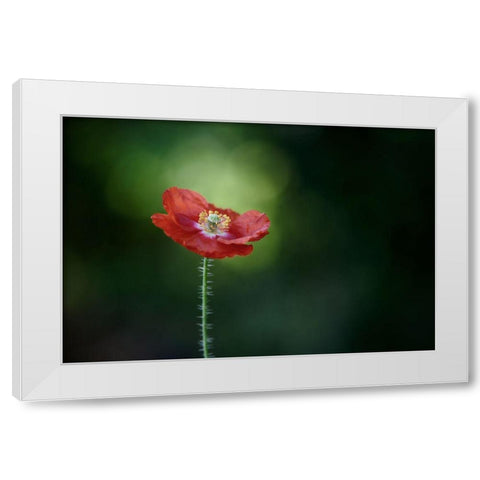 Morning Poppy White Modern Wood Framed Art Print by Gronkjar, Lotte