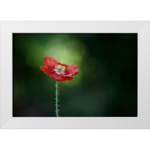 Morning Poppy White Modern Wood Framed Art Print by Gronkjar, Lotte