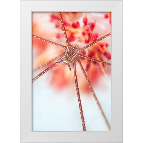 Snow Flower White Modern Wood Framed Art Print by Narchuk, Andrey