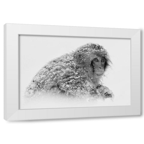 Snow Monkey White Modern Wood Framed Art Print by Tjandra, C.S.