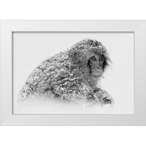 Snow Monkey White Modern Wood Framed Art Print by Tjandra, C.S.