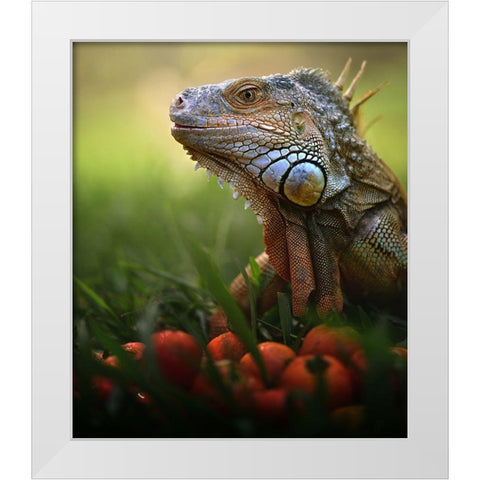 Tomatoes Time White Modern Wood Framed Art Print by Bhs, Fahmi