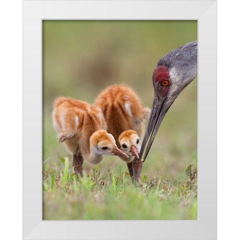 Sandhill Crane With Chicks White Modern Wood Framed Art Print by Forns, Alfred