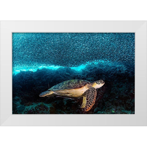 Turtle And Sardines White Modern Wood Framed Art Print by Jager, Henry