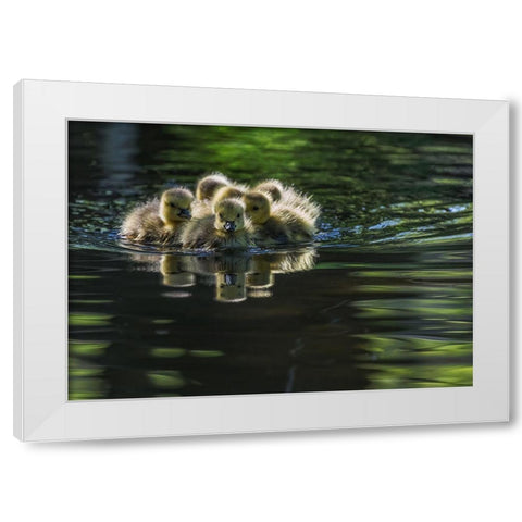 Cute Baby Canada Geese White Modern Wood Framed Art Print by Tian, Xiaobing