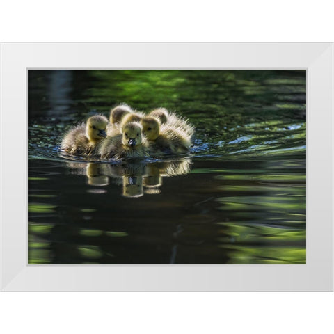 Cute Baby Canada Geese White Modern Wood Framed Art Print by Tian, Xiaobing