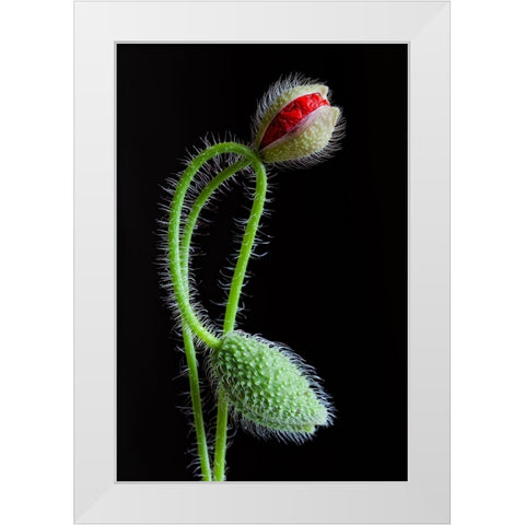 Interlaced White Modern Wood Framed Art Print by Lionse, Art