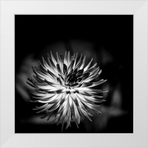 Sensual Performance White Modern Wood Framed Art Print by Bland, Richard