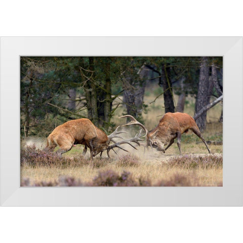 Clash Of The Titans White Modern Wood Framed Art Print by Janssens, Roelof