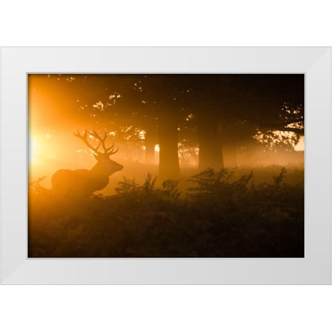 Stag In The Mist White Modern Wood Framed Art Print by Harling, Stuart