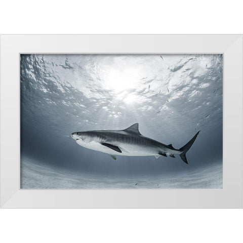Tiger Rays White Modern Wood Framed Art Print by Kiefer, Ken