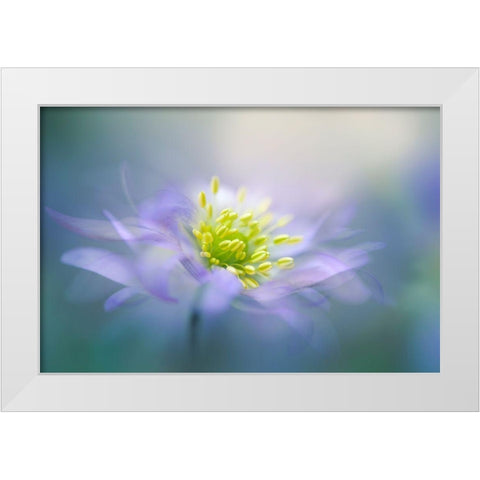 Windflower White Modern Wood Framed Art Print by Parker, Jacky