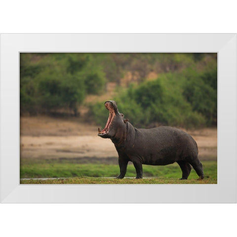 Big Mouth White Modern Wood Framed Art Print by Eichelberg, Amnon