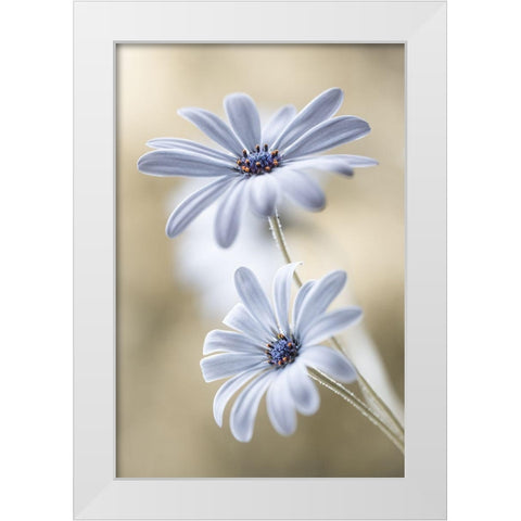 Cape Daisies White Modern Wood Framed Art Print by Disher, Mandy