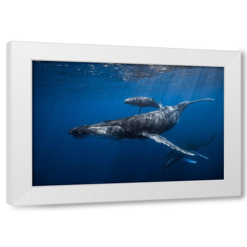 Humpback Whale Familys White Modern Wood Framed Art Print by Gabriel, Barathieu