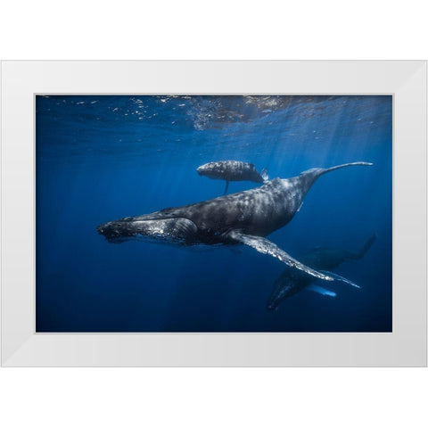 Humpback Whale Familys White Modern Wood Framed Art Print by Gabriel, Barathieu