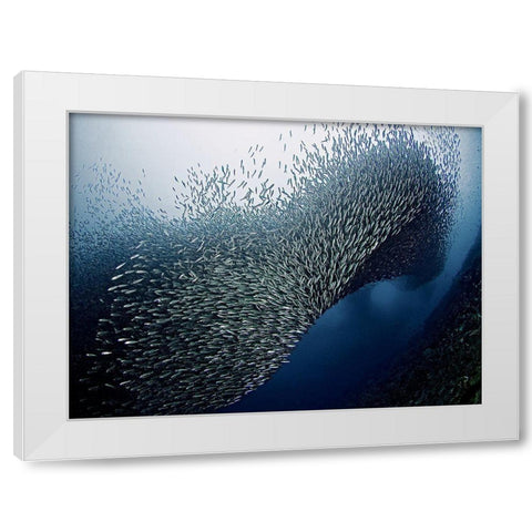 Sardines Tornado White Modern Wood Framed Art Print by Jager, Henry