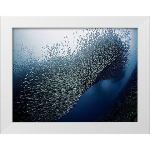 Sardines Tornado White Modern Wood Framed Art Print by Jager, Henry