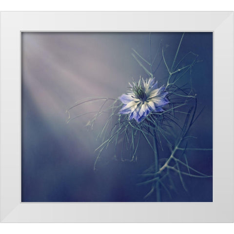 ....* White Modern Wood Framed Art Print by Lazarov, Dimitar