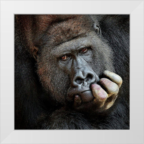 Dont Forget Me .... White Modern Wood Framed Art Print by Wenner-Braun, Antje