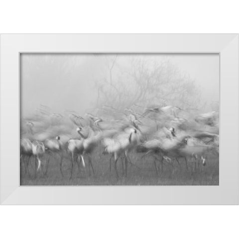 Agamon Hula White Modern Wood Framed Art Print by Eichelberg, Amnon