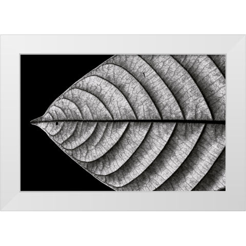 Dry Fish White Modern Wood Framed Art Print by J. Bhange, Nilesh