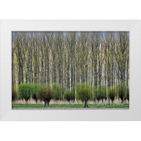 Layers White Modern Wood Framed Art Print by Van Maastricht, Henk