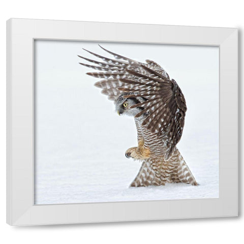 Pouncing !!!! White Modern Wood Framed Art Print by Forns, Alfred