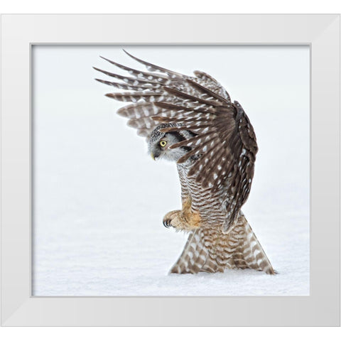 Pouncing !!!! White Modern Wood Framed Art Print by Forns, Alfred