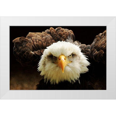 The Judge White Modern Wood Framed Art Print by Kirwan, Tim