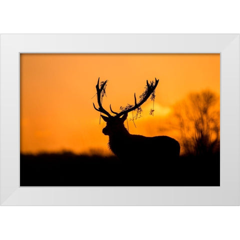 Red Deer Stag Silhouette White Modern Wood Framed Art Print by Harling, Stuart