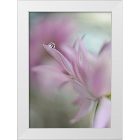 In Pink Delight White Modern Wood Framed Art Print by Westum, Heidi
