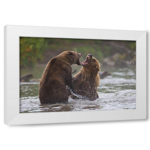 Bears War White Modern Wood Framed Art Print by Ferraro, Valerio