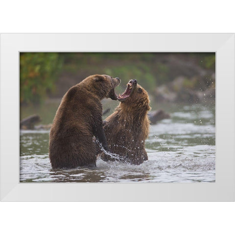 Bears War White Modern Wood Framed Art Print by Ferraro, Valerio