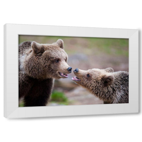 Close Contact White Modern Wood Framed Art Print by Eriksson, Robin