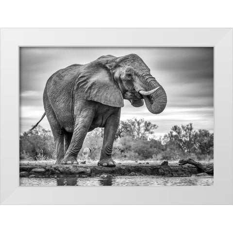 Standing Proud White Modern Wood Framed Art Print by Marx, Jaco