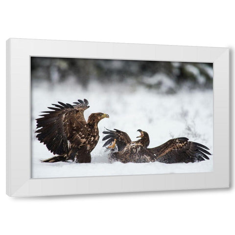 Ready To Fight White Modern Wood Framed Art Print by Eriksson, Robin